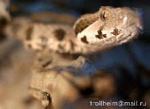 V.r.raddei fem